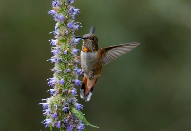 Rufous Hummingbird
