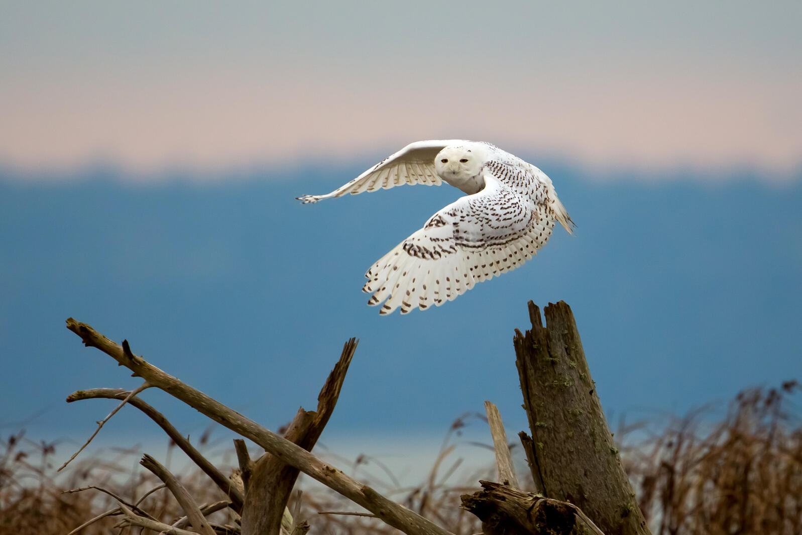 Snowy Owl. Photo: Mick Thompson/Audubon