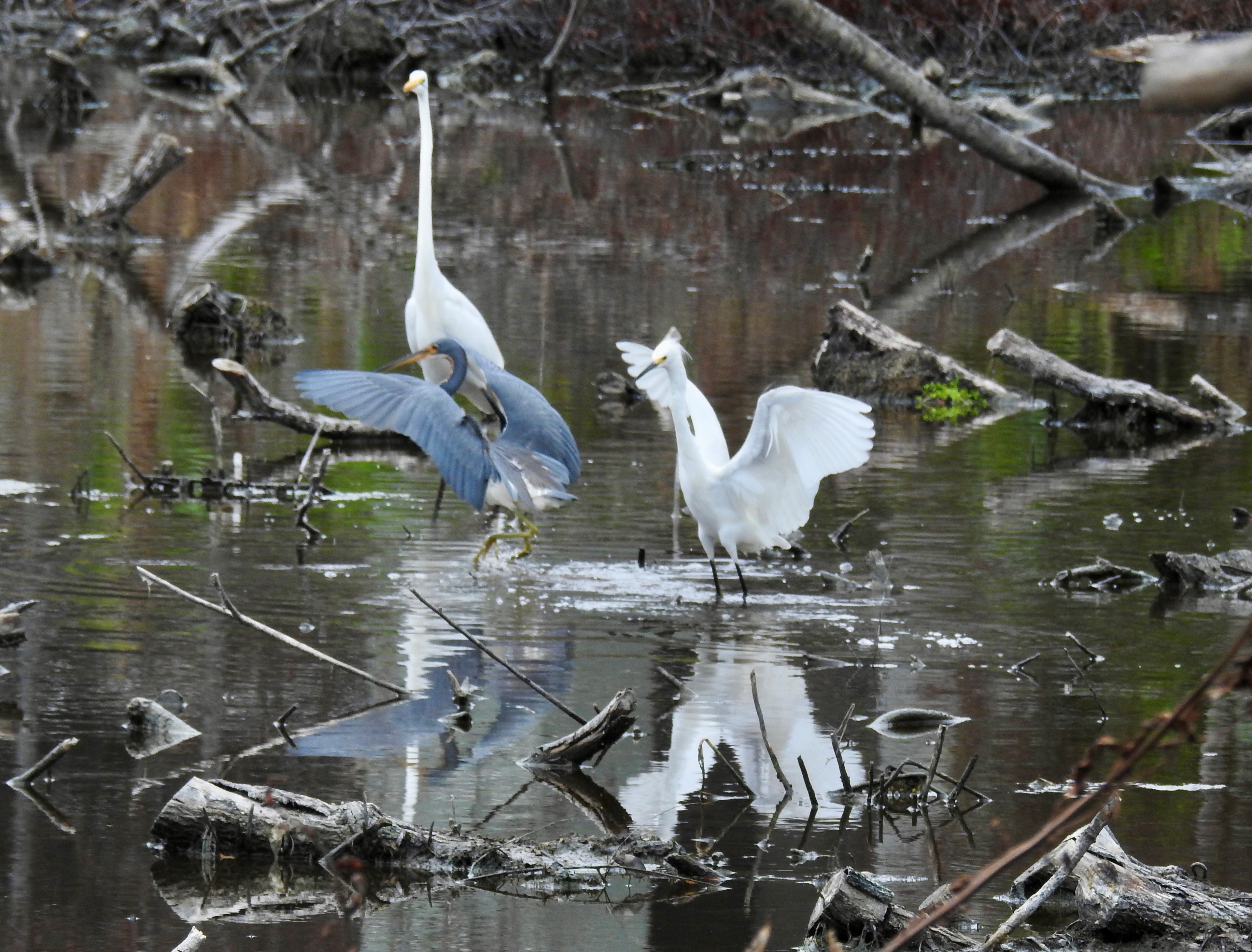 A wetland with birds.