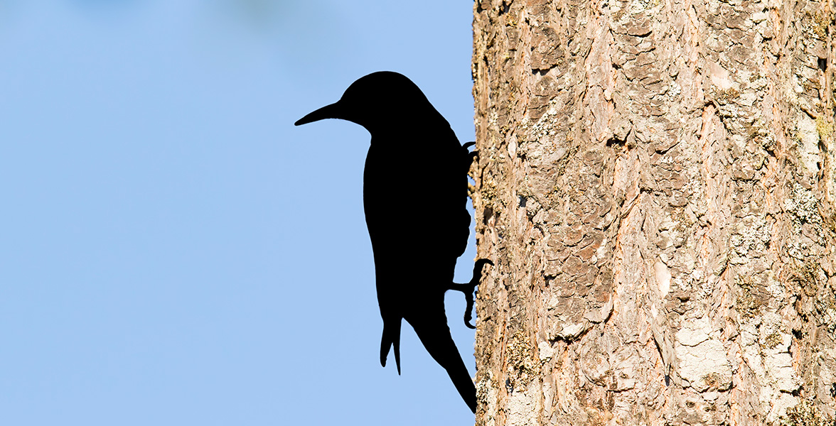 A silhouette of a woodpecker-type bird on a tree.