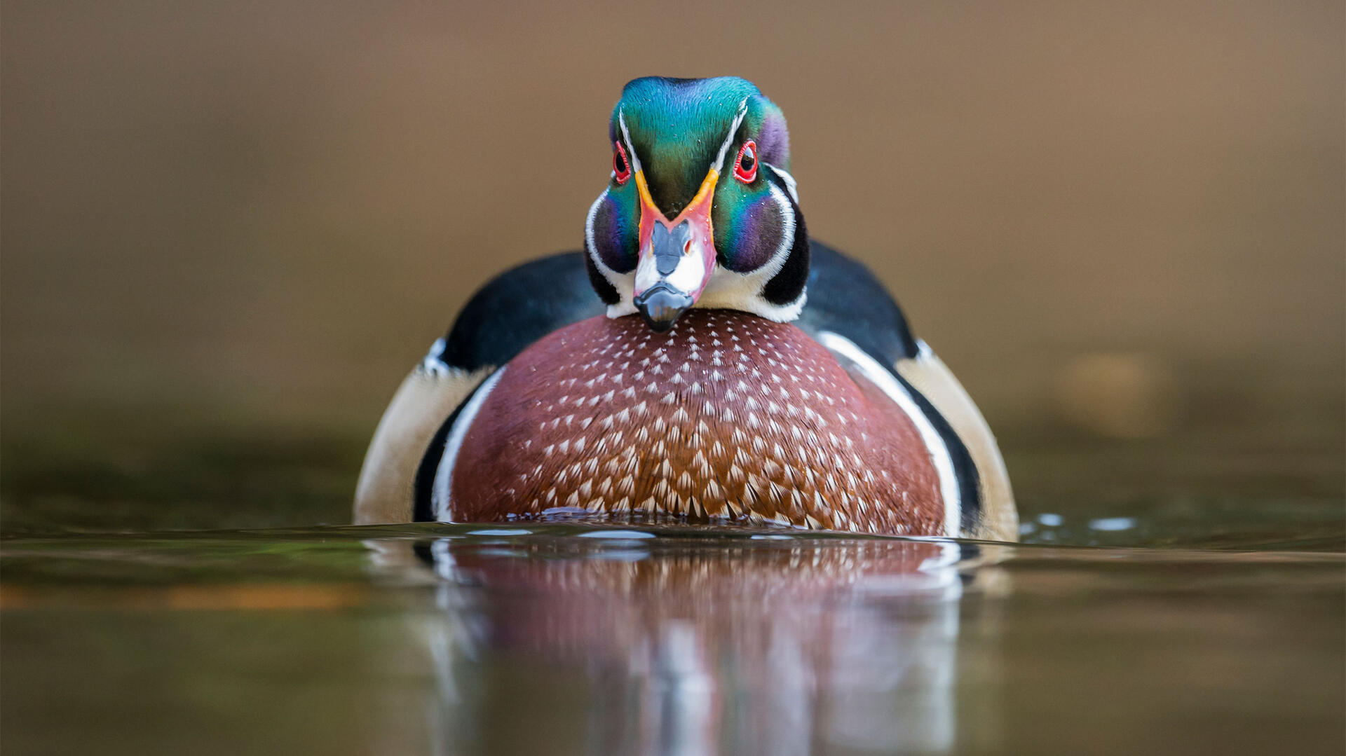 Wood Duck. 