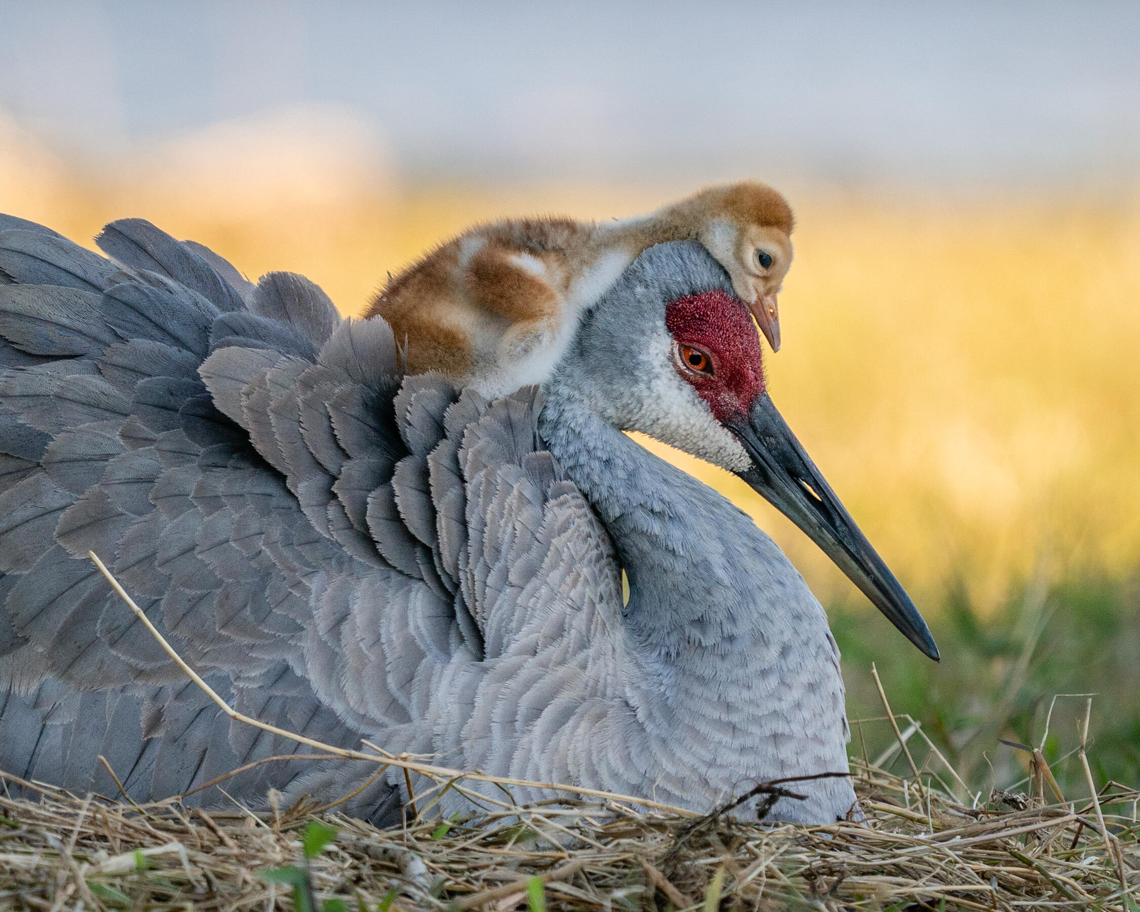 Sandhill Crane. Photo: Robin Ulery/Audubon Photography Awards