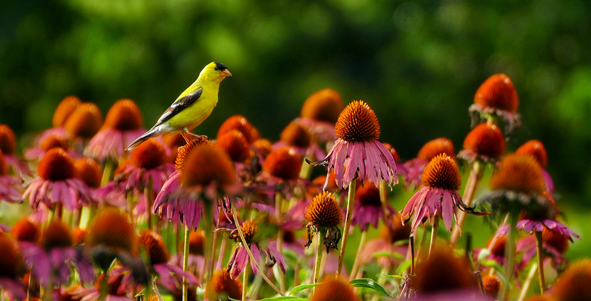 American Goldfinch in a field of purple coneflower.