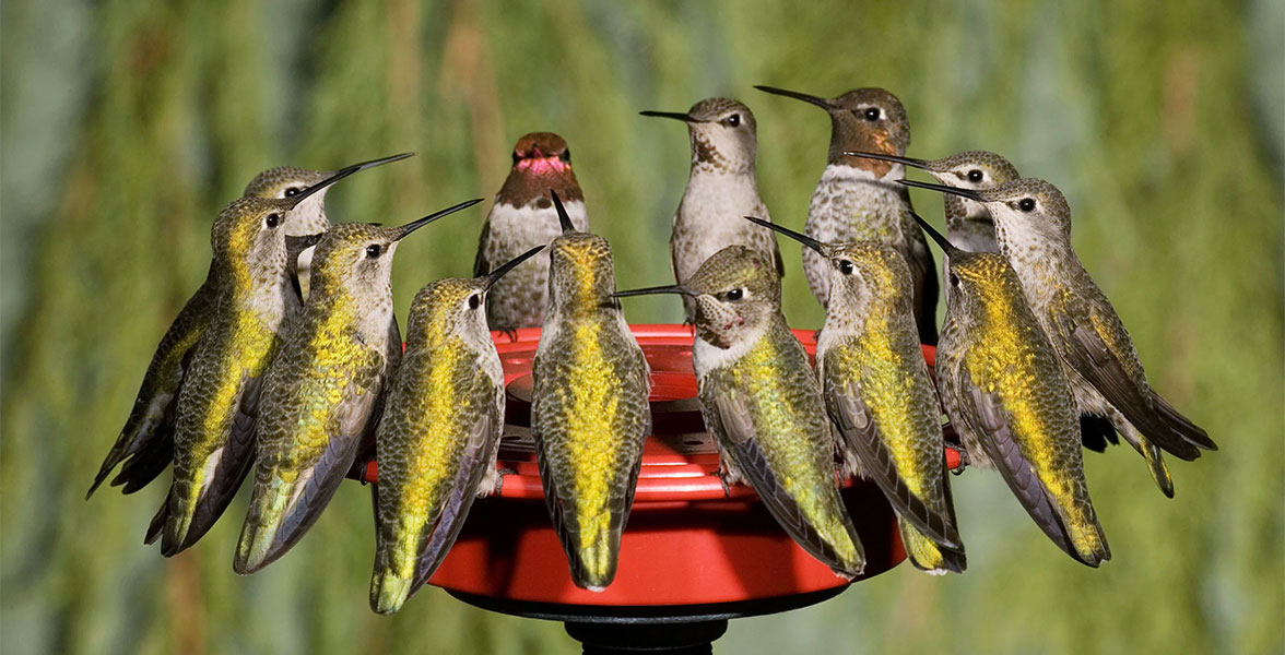 Male and female Anna's Hummingbirds crowd a feeder to refuel.