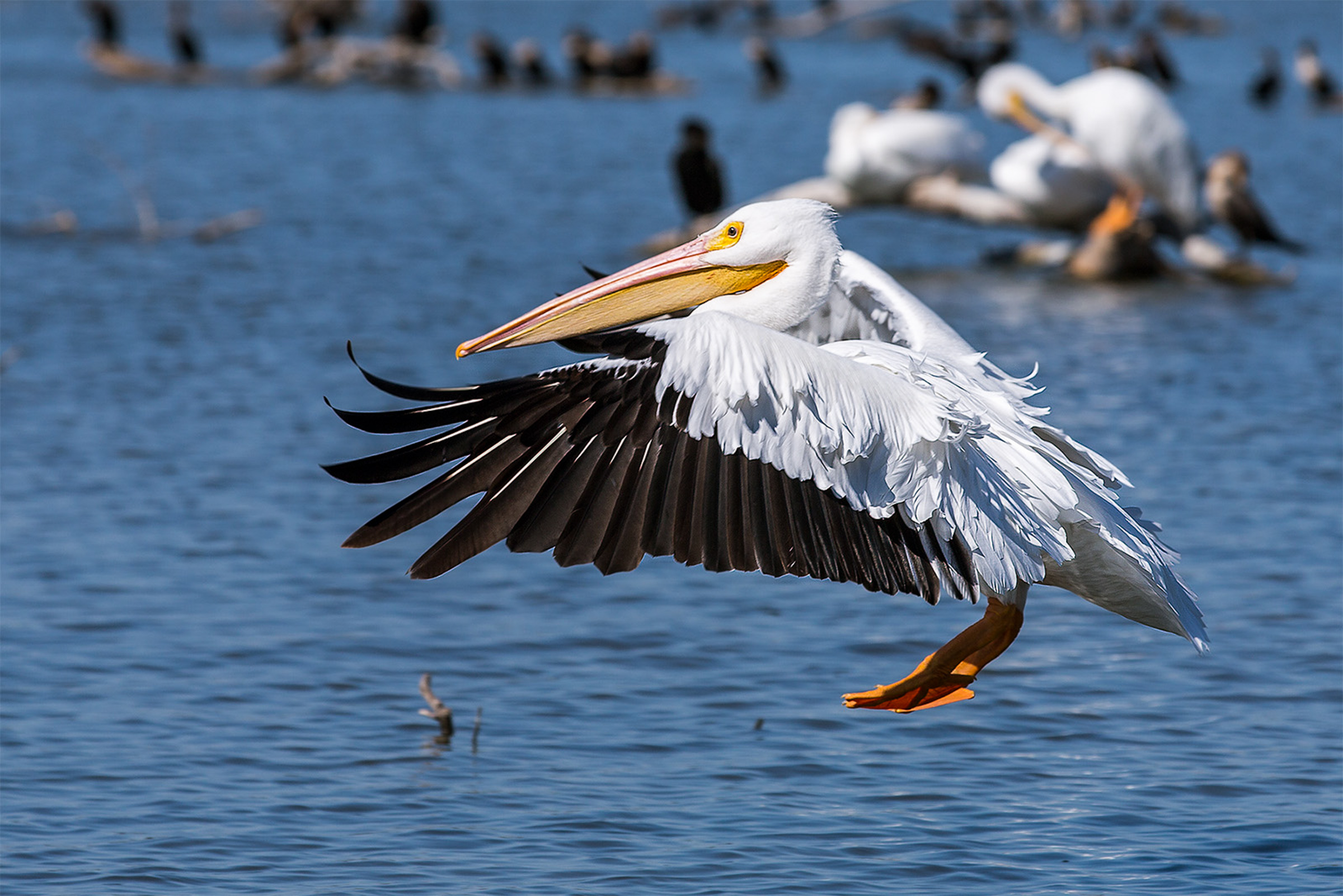 American White Pelican about to land in the water. Photo: Shantel Rich/Audubon Photography Awards.