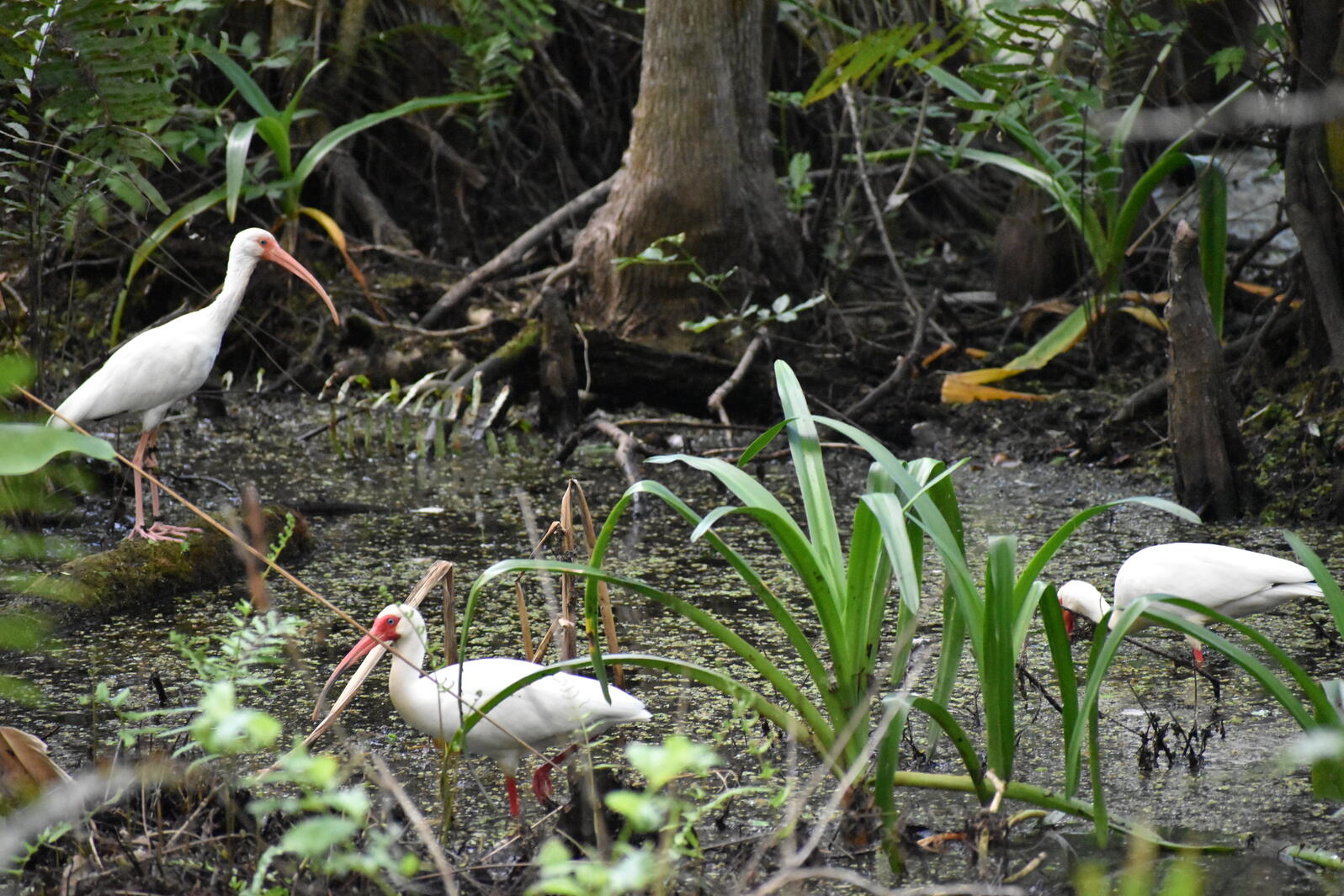 White wading birds in a lush, green wetland.