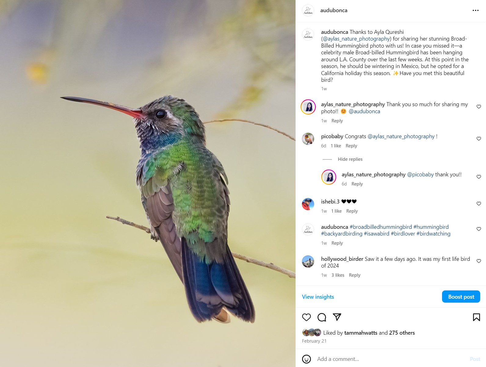 Broad-billed Hummingbird on Instagram by Ayla Qureshi (@aylas_nature_photography).