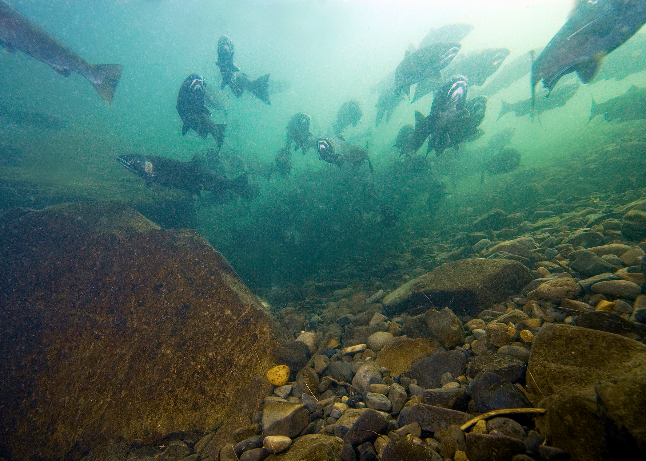 Coho salmon swimming underwater.