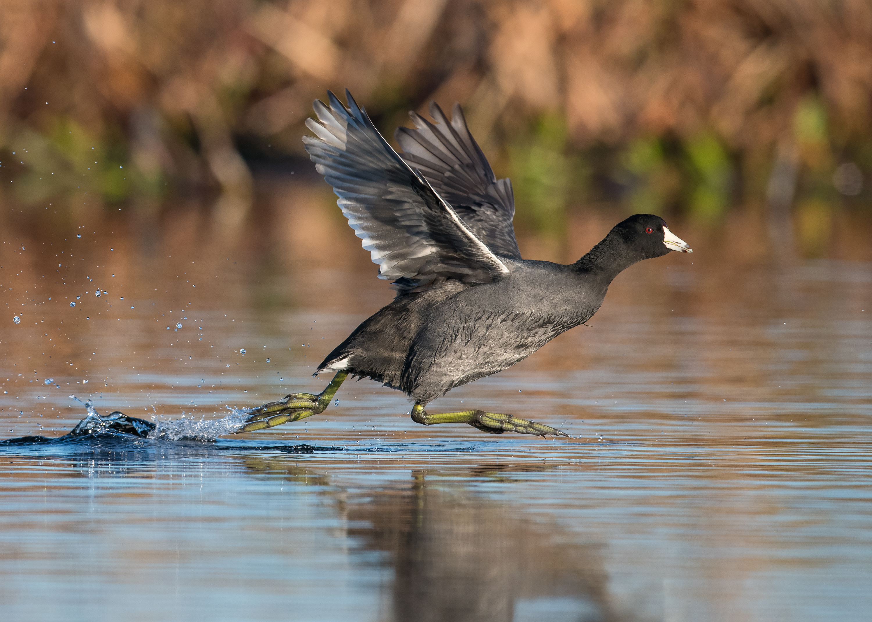A black bird running on shallow water.