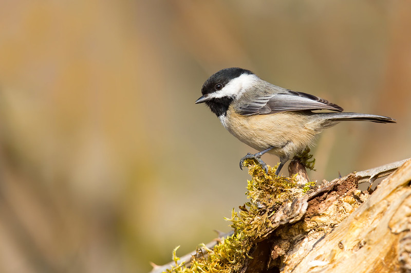 Black-capped Chickadee photo by Mick Thompson