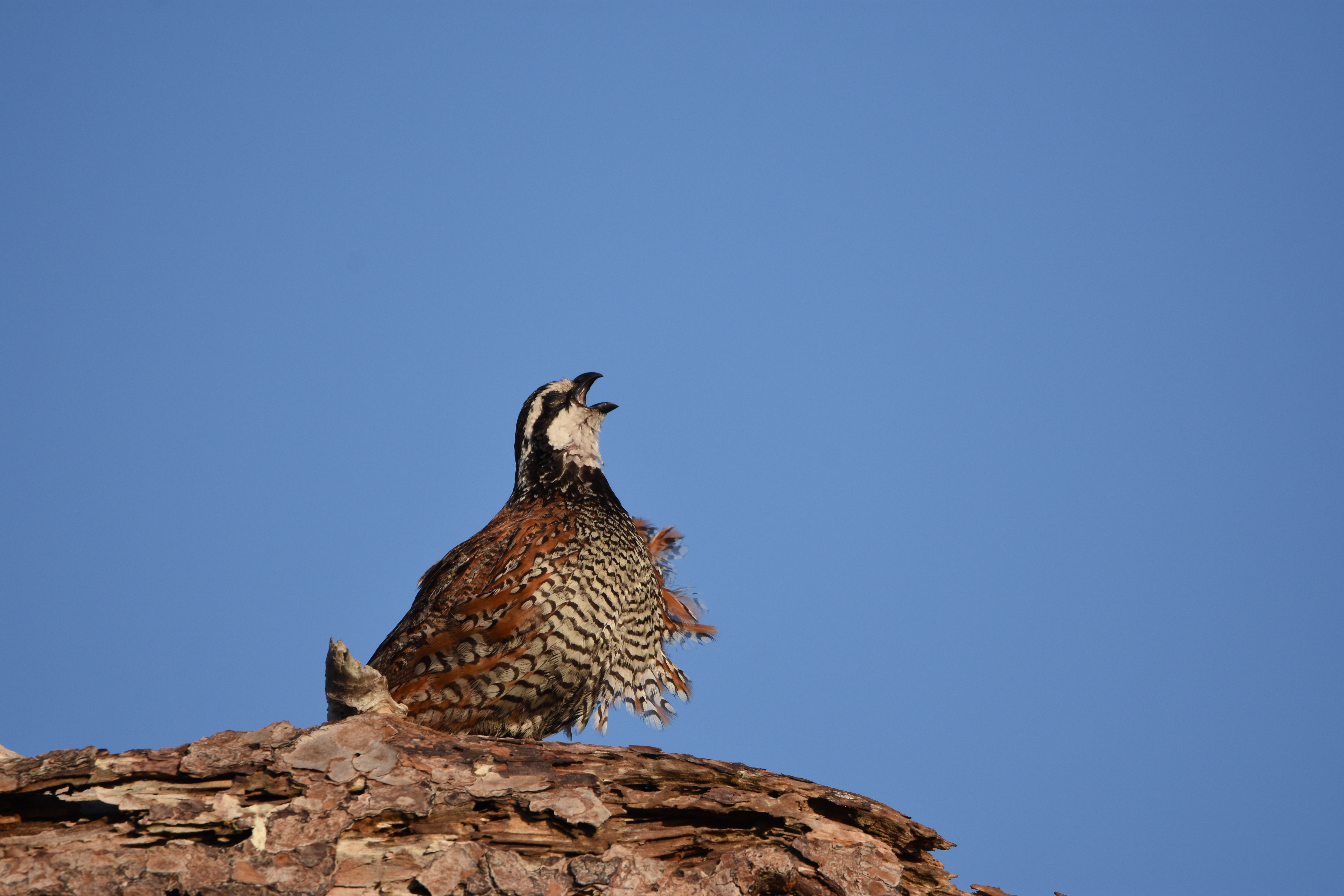 A Northern Bobwhite sits on a log and sings, with blue sky in the background.