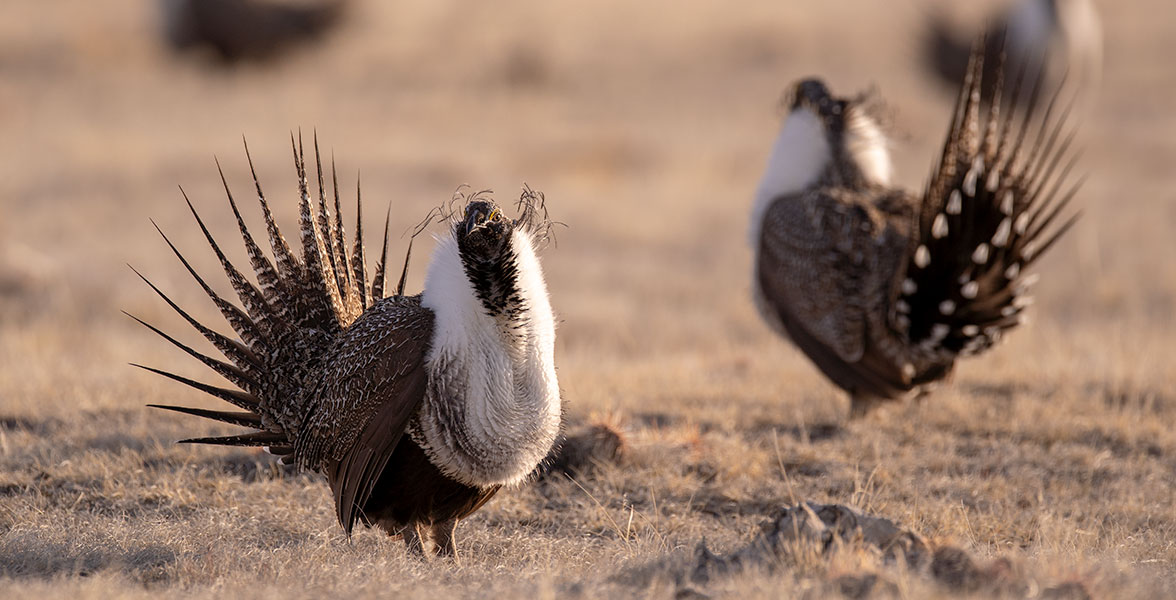 Greater Sage-Grouse display.