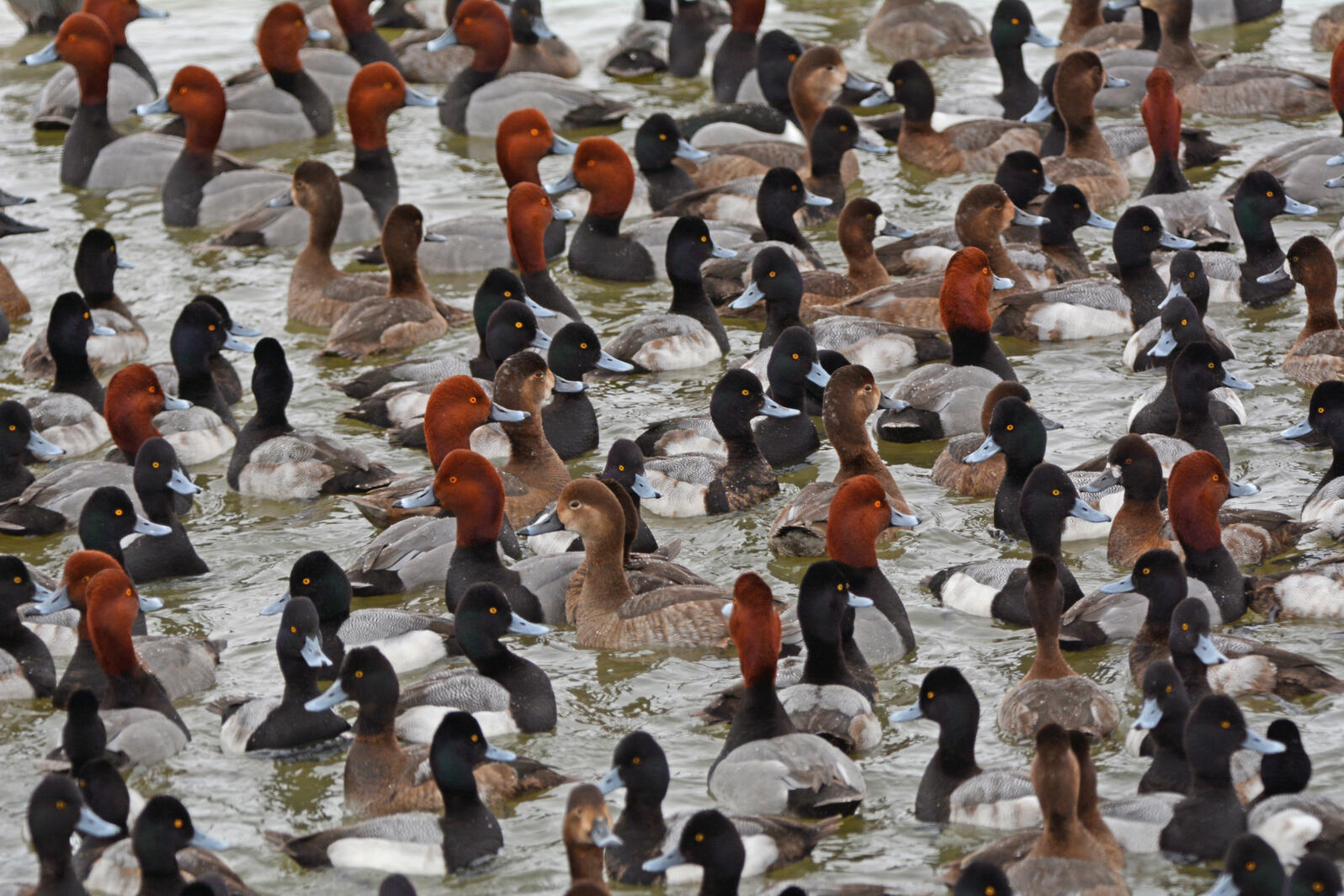 Redheads and Lesser Scaups. Photo: Dianne Rozak/Audubon Photography Awards