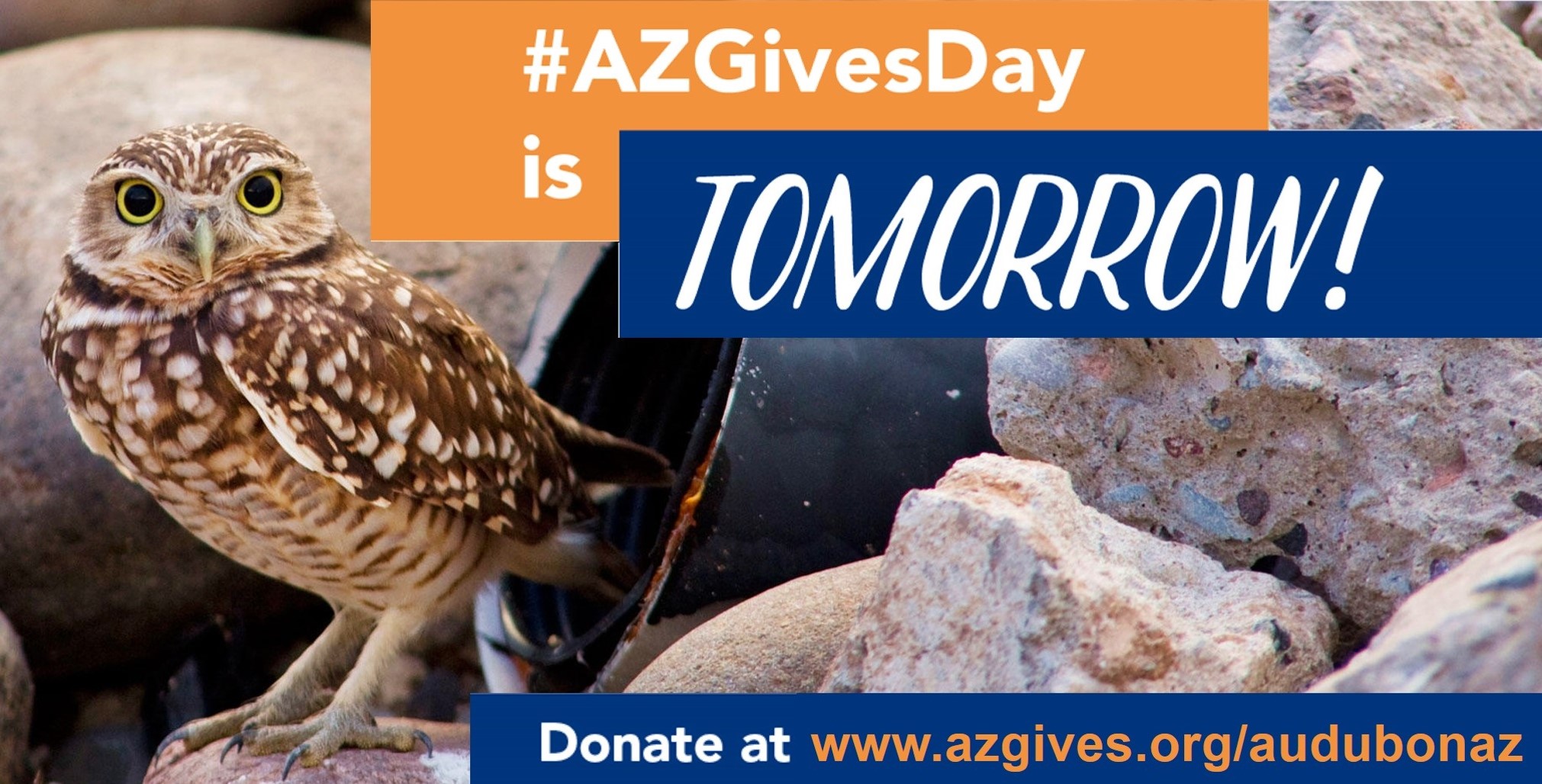 A Burrowing Owl stands outside its artificial burrow. Text reads: #AZGivesDay is Tomorrow! Donate at www.azgives.org/audubonaz