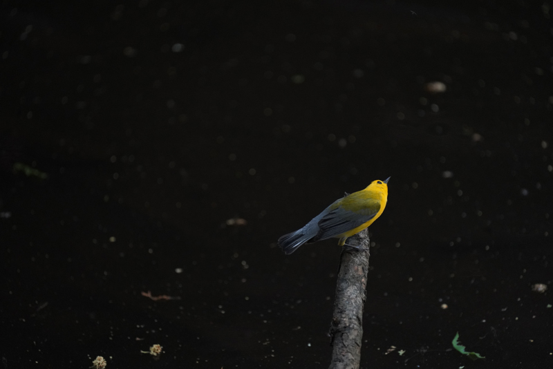 A Prothonotary Warbler - bright yellow - perched on a snag above dark flowing water