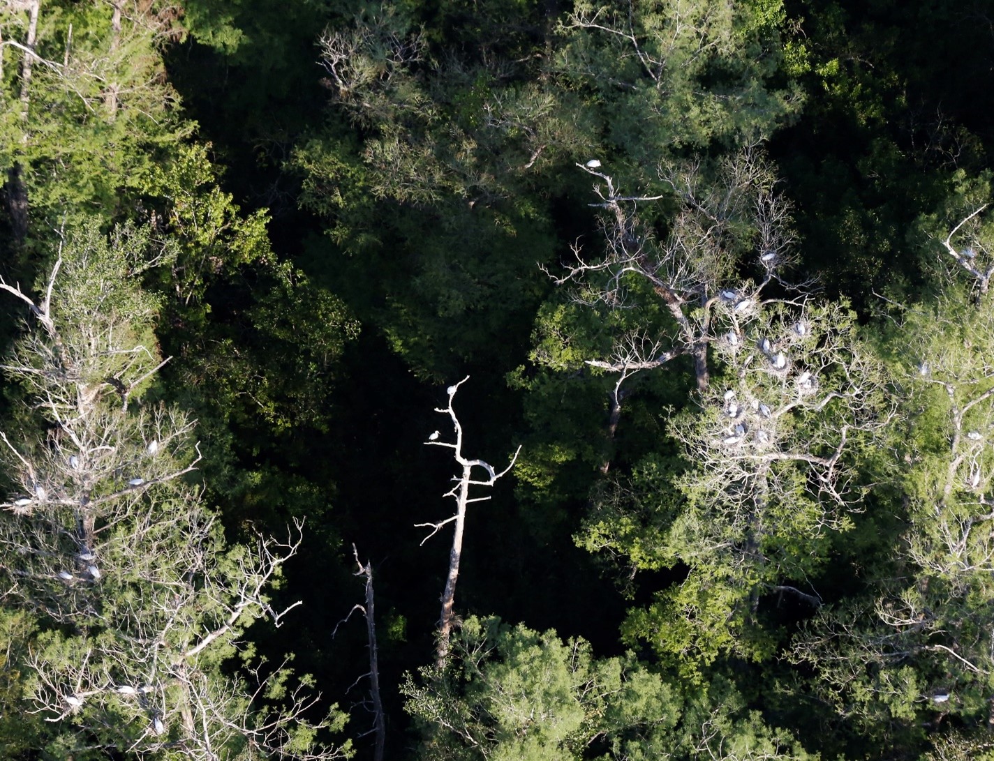 Aerial view of nests in treetops