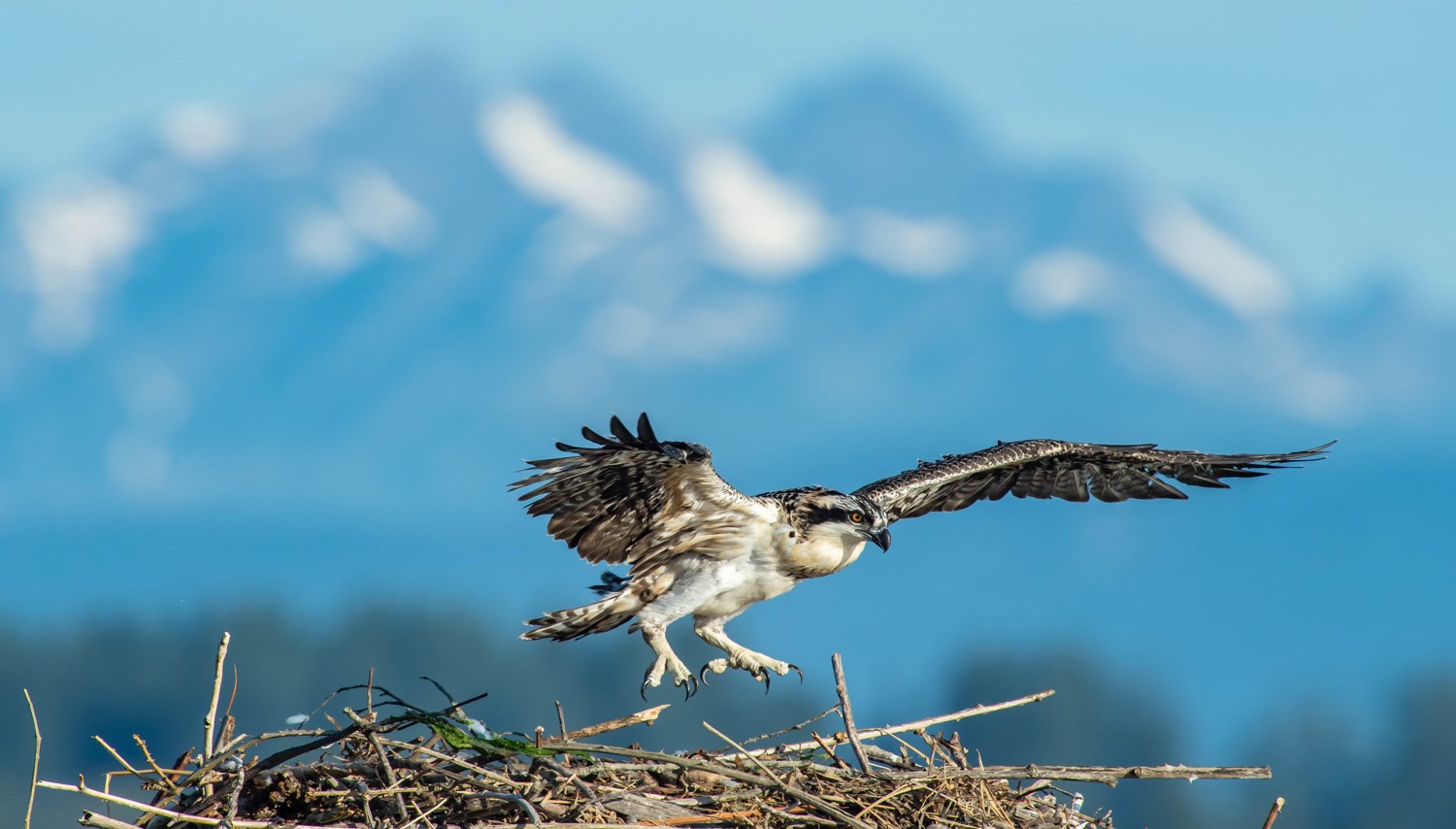 Osprey photo by Greg Thompson