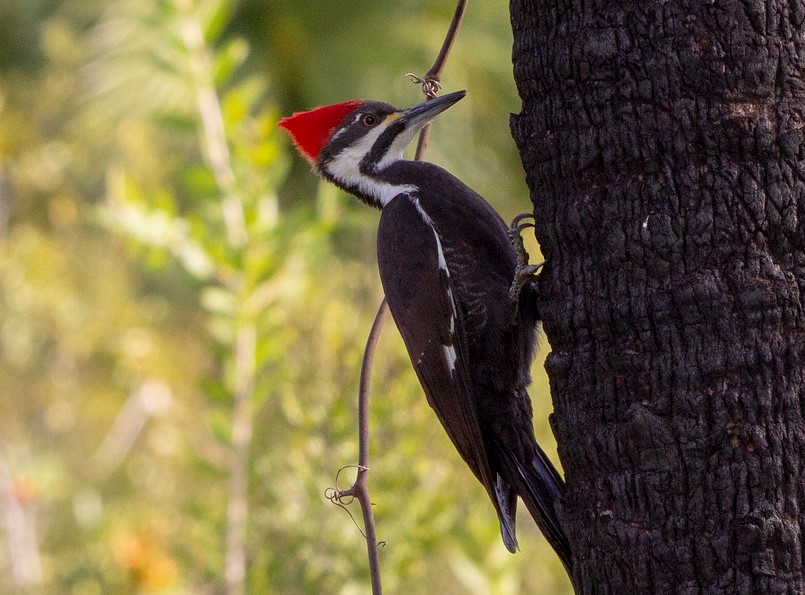 Pileated Woodpecker photo by Dennis Church