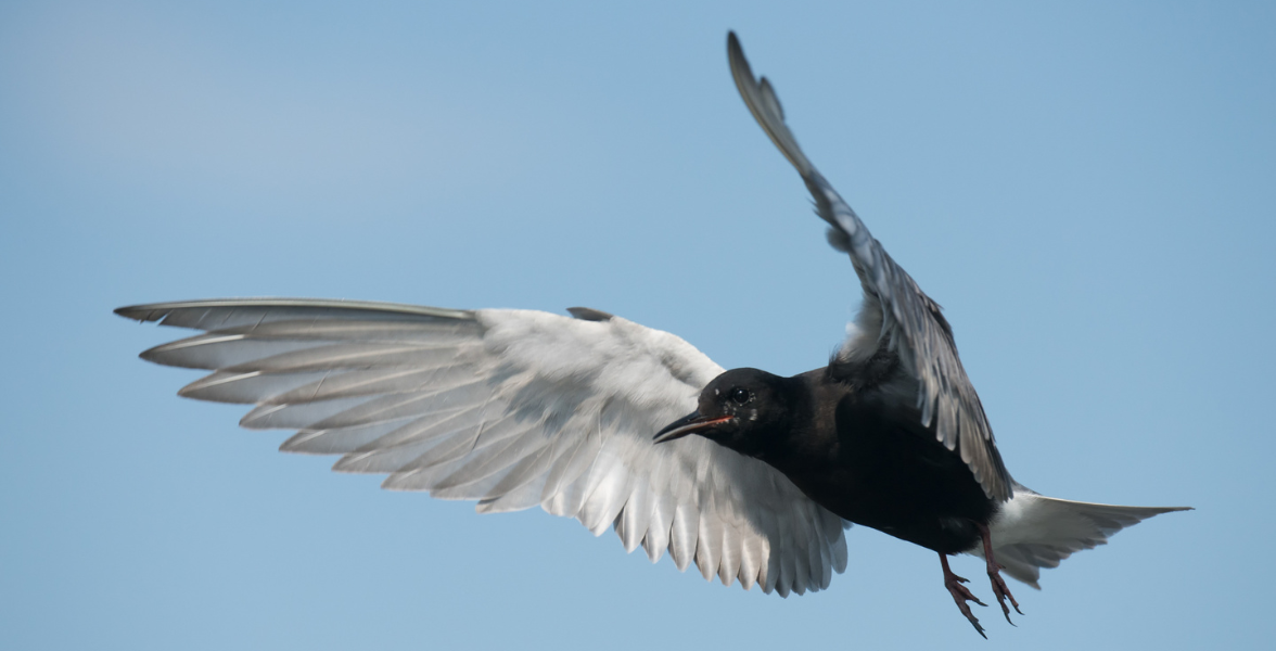 A Black Tern in flight, both wings lifted up and forward.