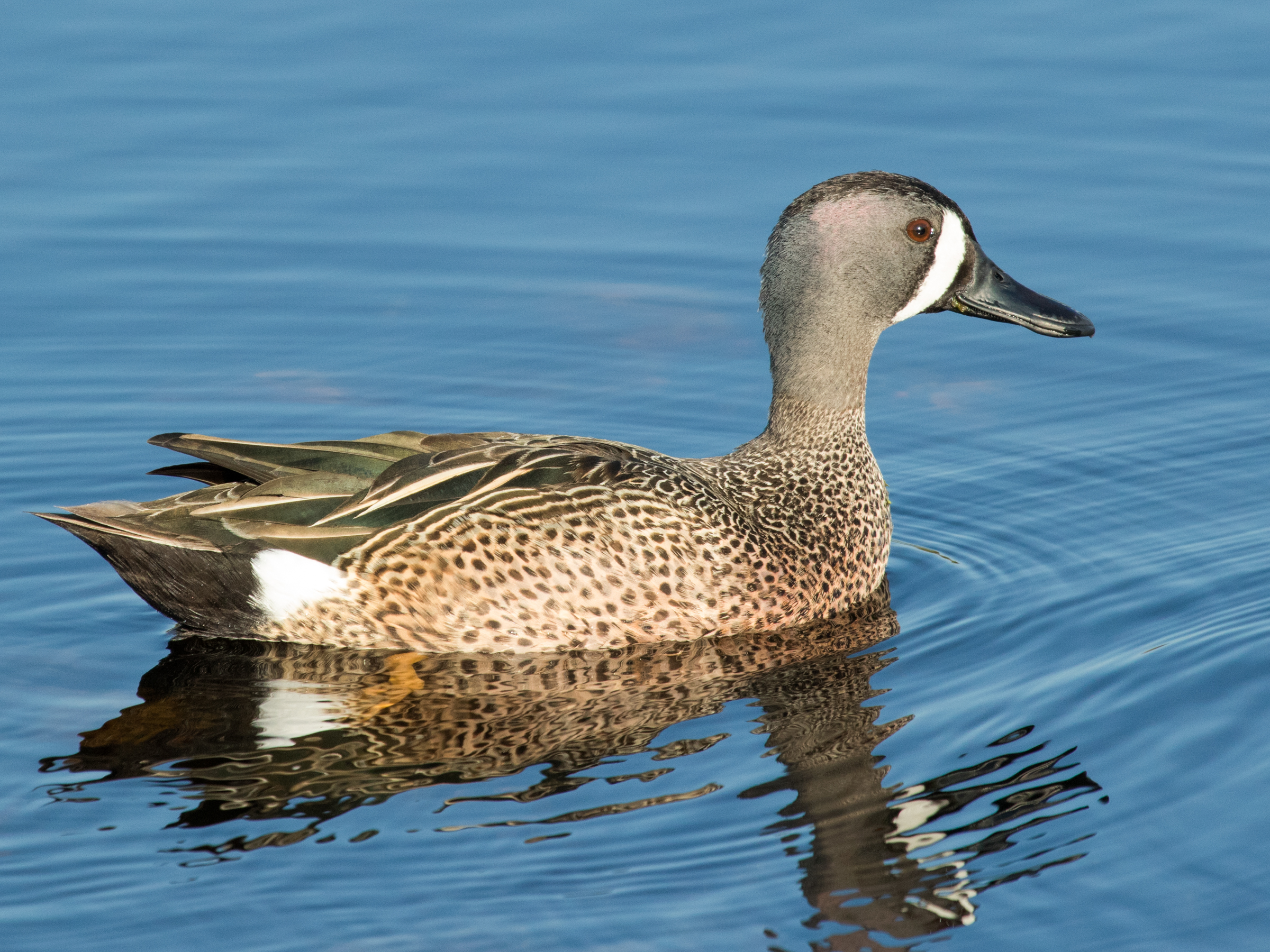 Blue-winged Teal.
