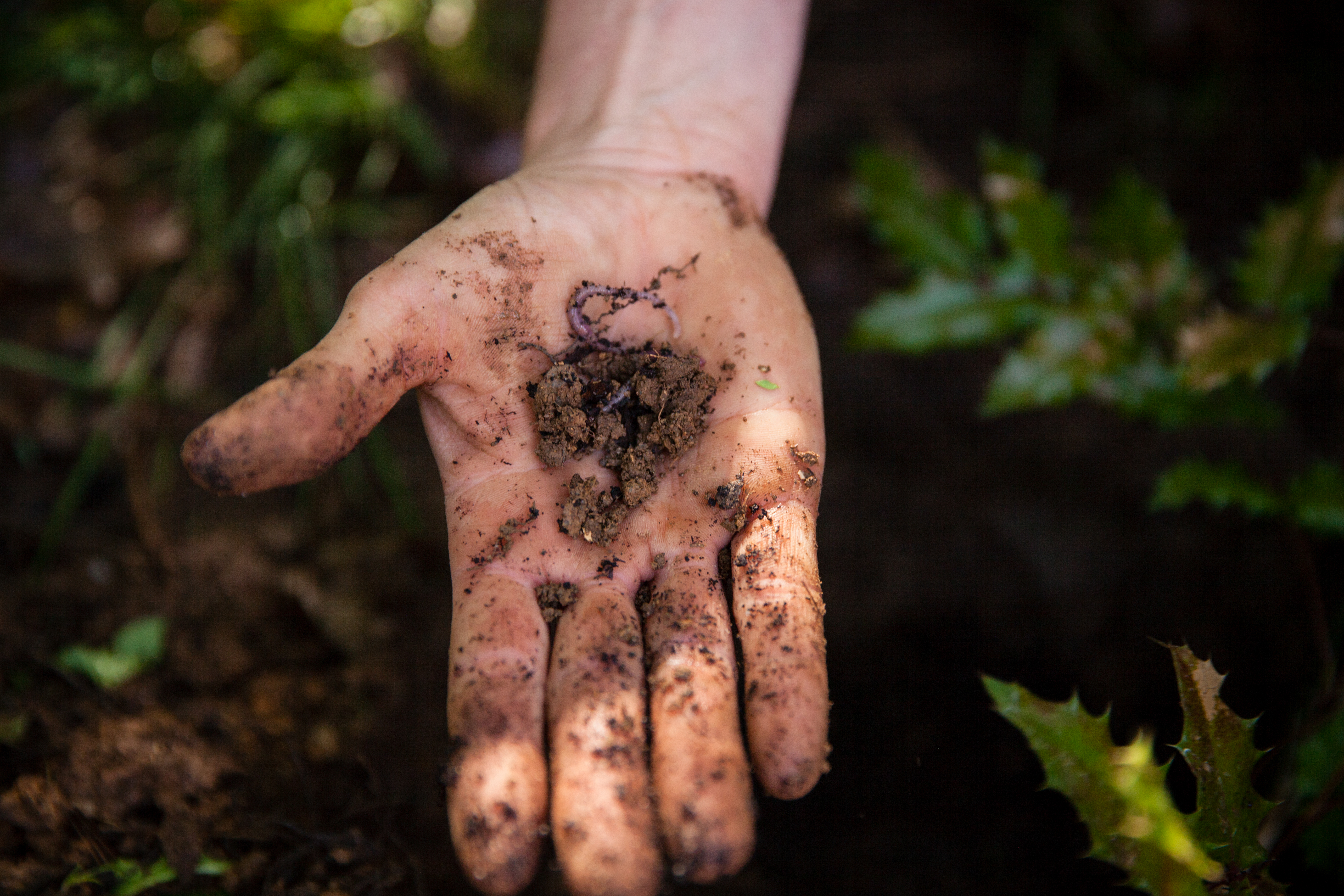 An earthworm in the palm of a volunteer. 