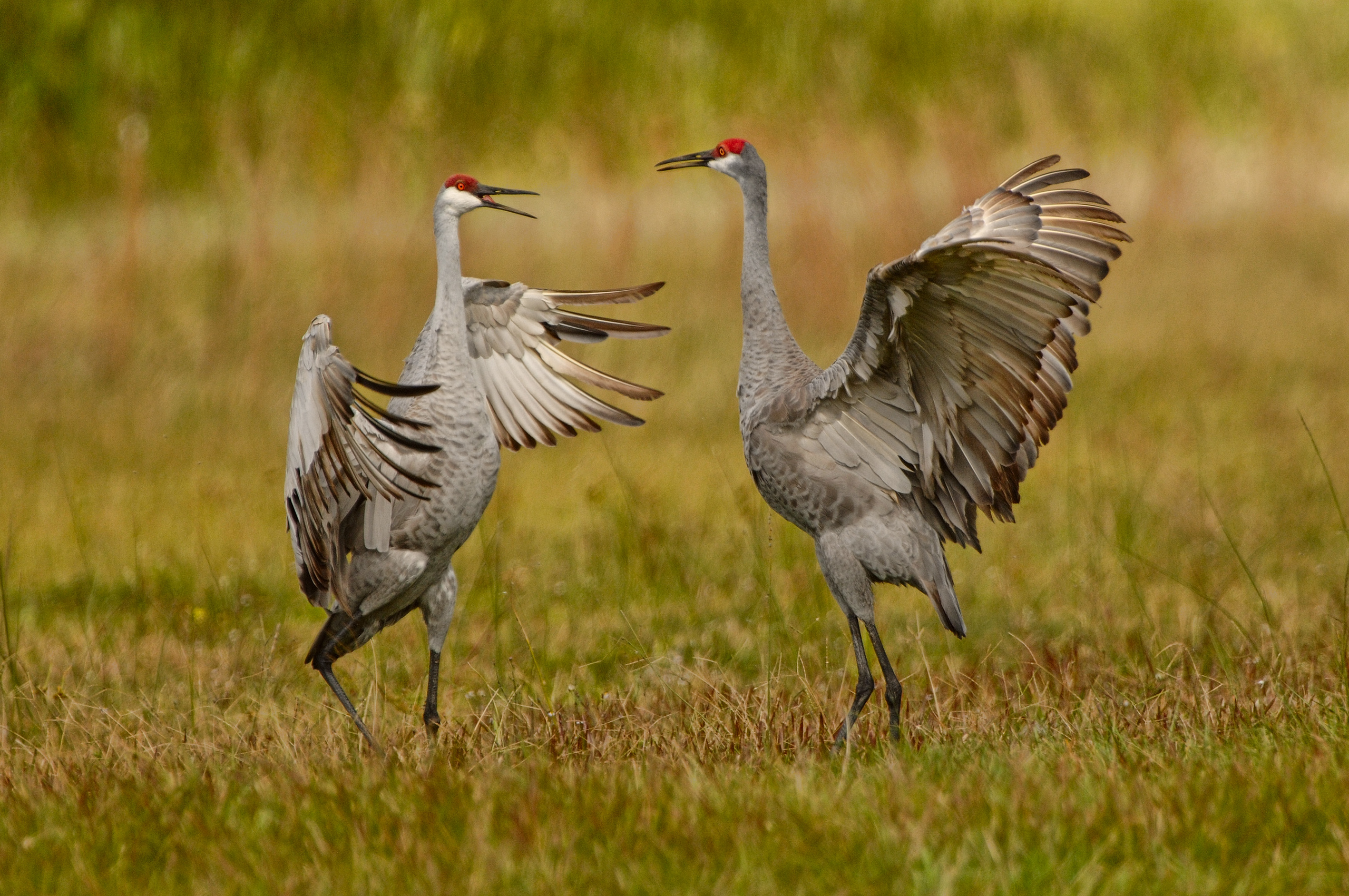 Two Sandhill Cranes with wings outstretched in a grassy field.