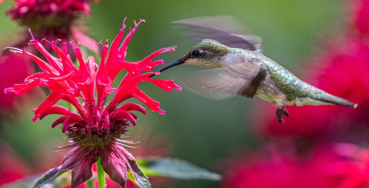 Ruby-throated Hummingbird.