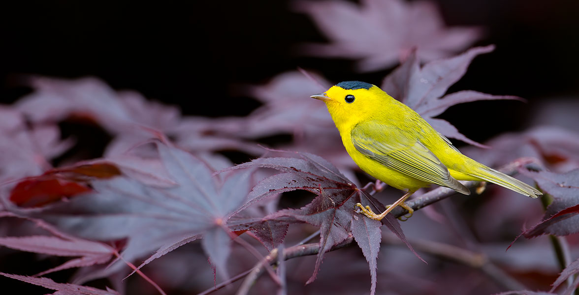 Wilson's Warbler perched on tree branch.