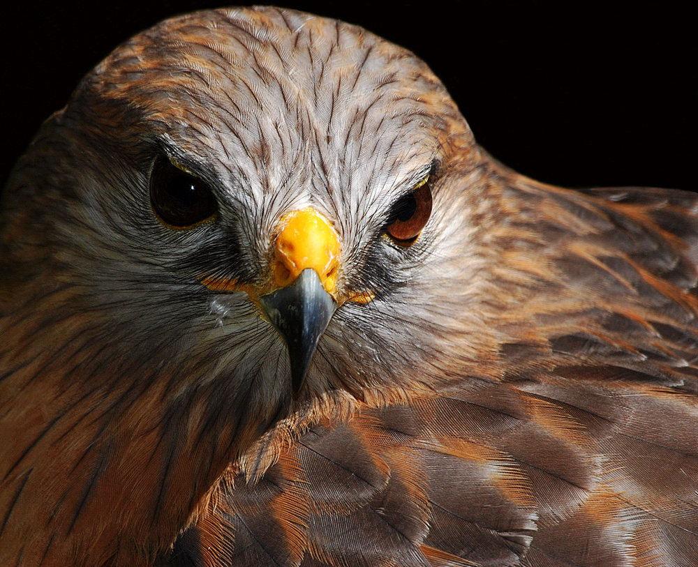 Close up of a Red-shouldered Hawk.