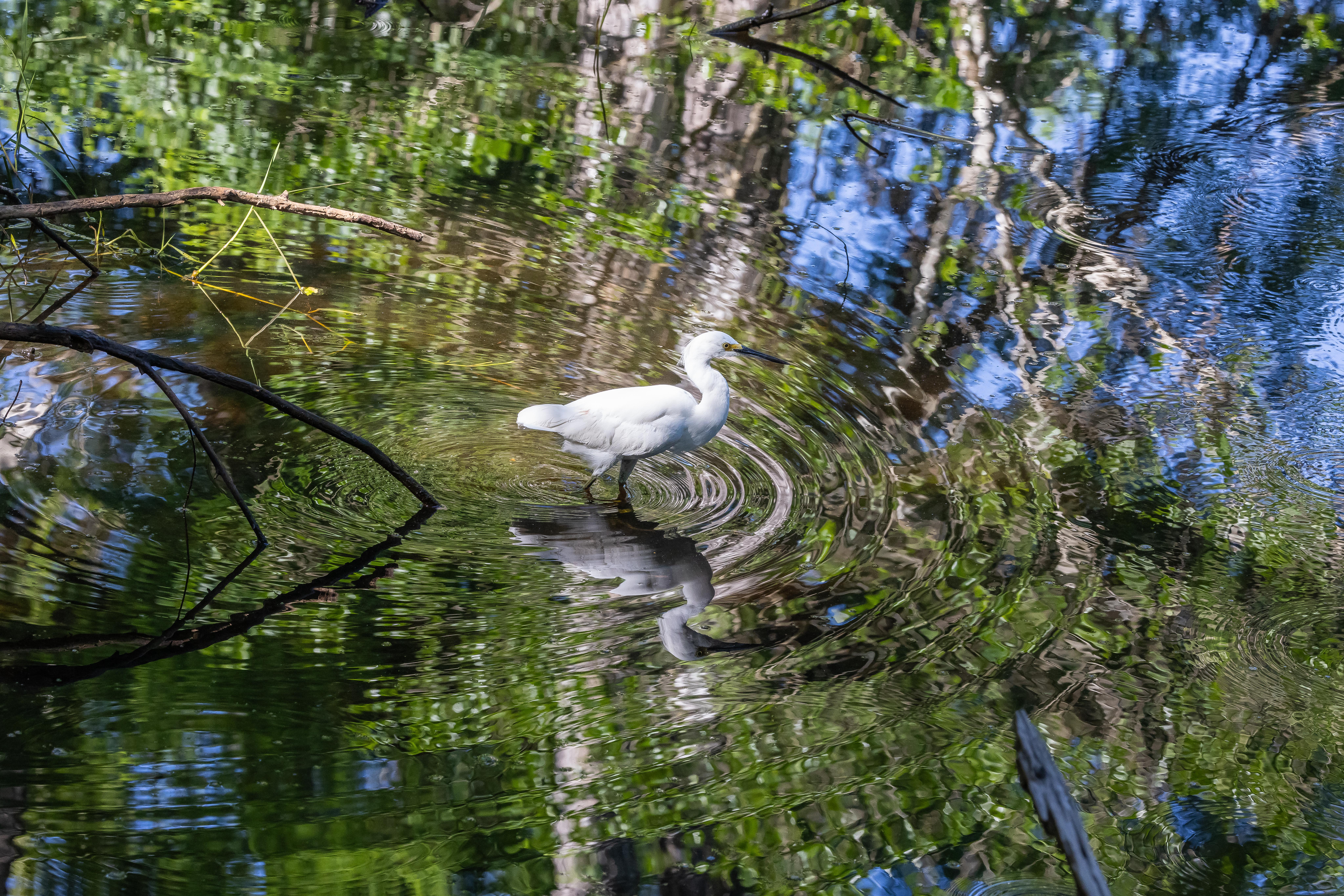 A white wading bird in a lake