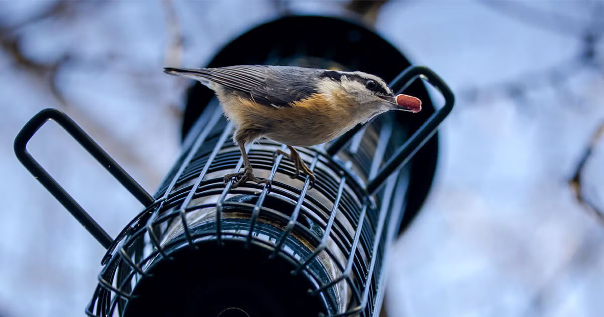 Red-breasted Nuthatch.