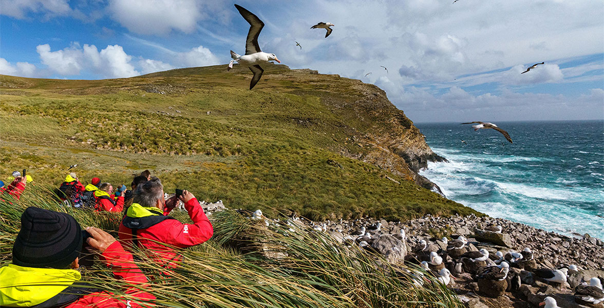 West Point Island, Falklands.