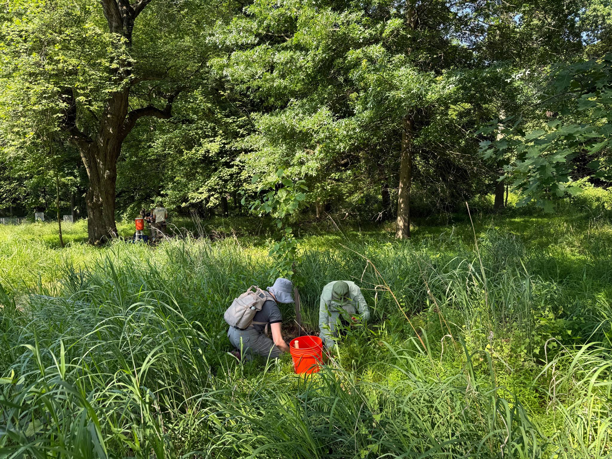 Volunteers in the field. 