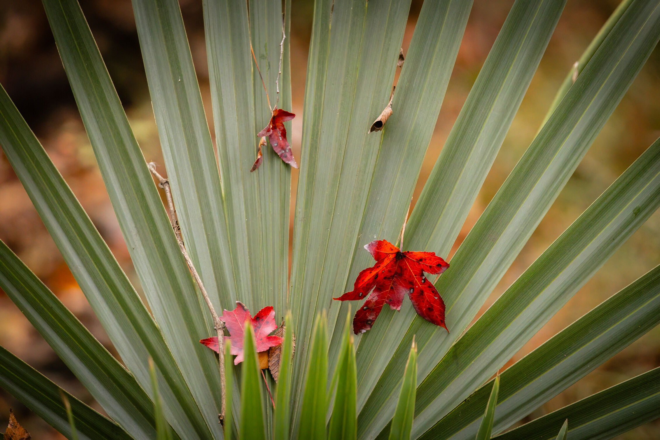 Dwarf palmetto. Photo: David Ramage. 