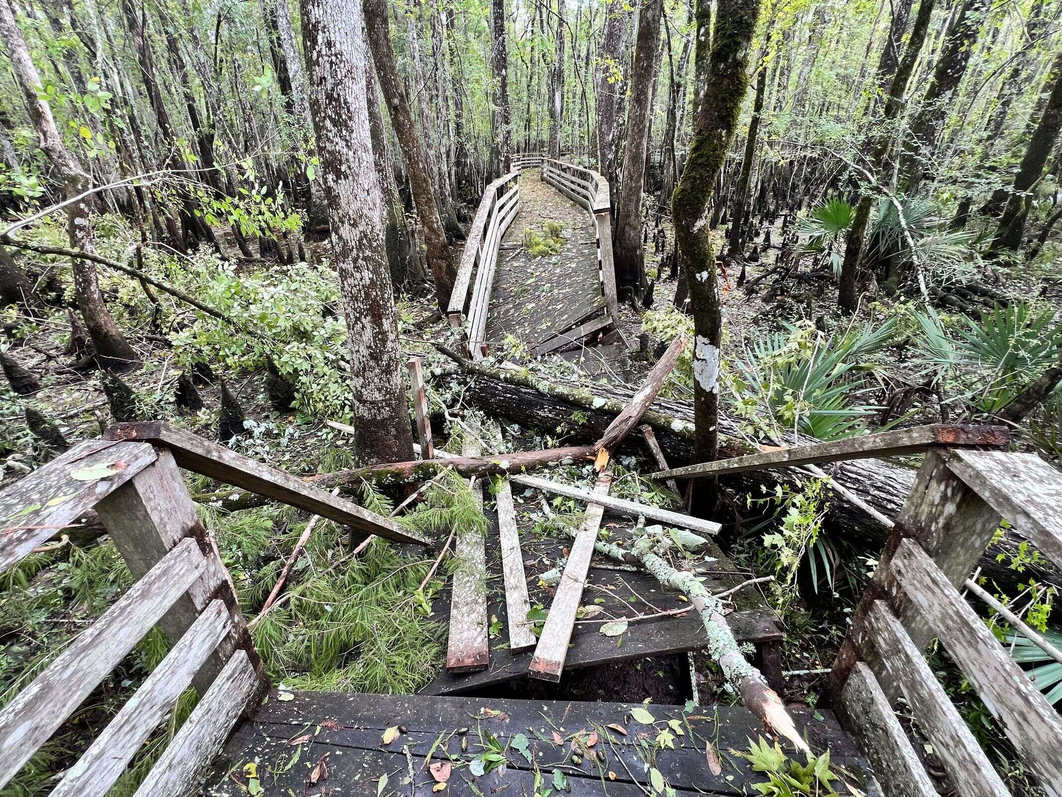 A fallen tree is laying across a broken boardwalk. 