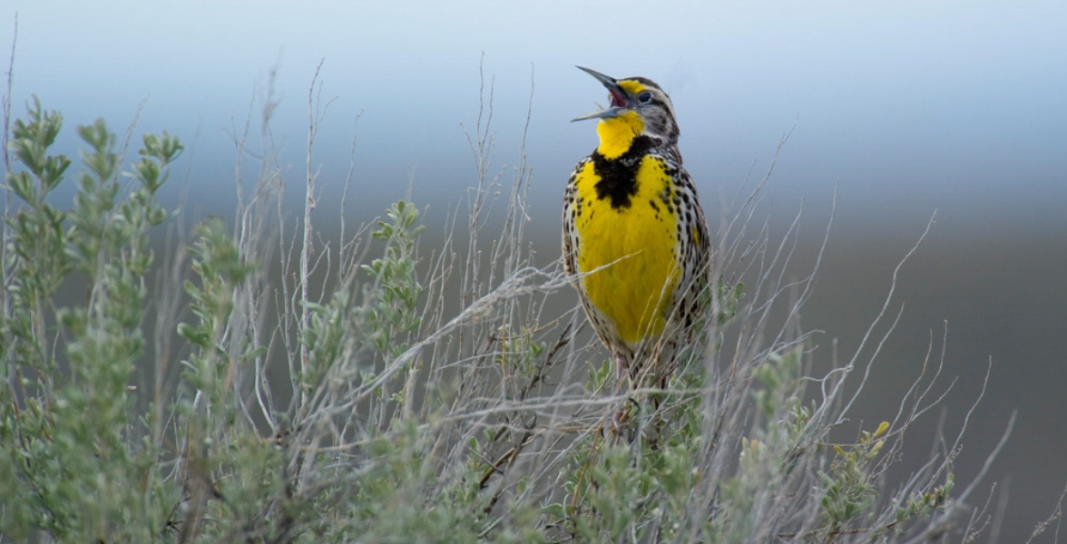 A Western Meadowlark sings atop a shrub.