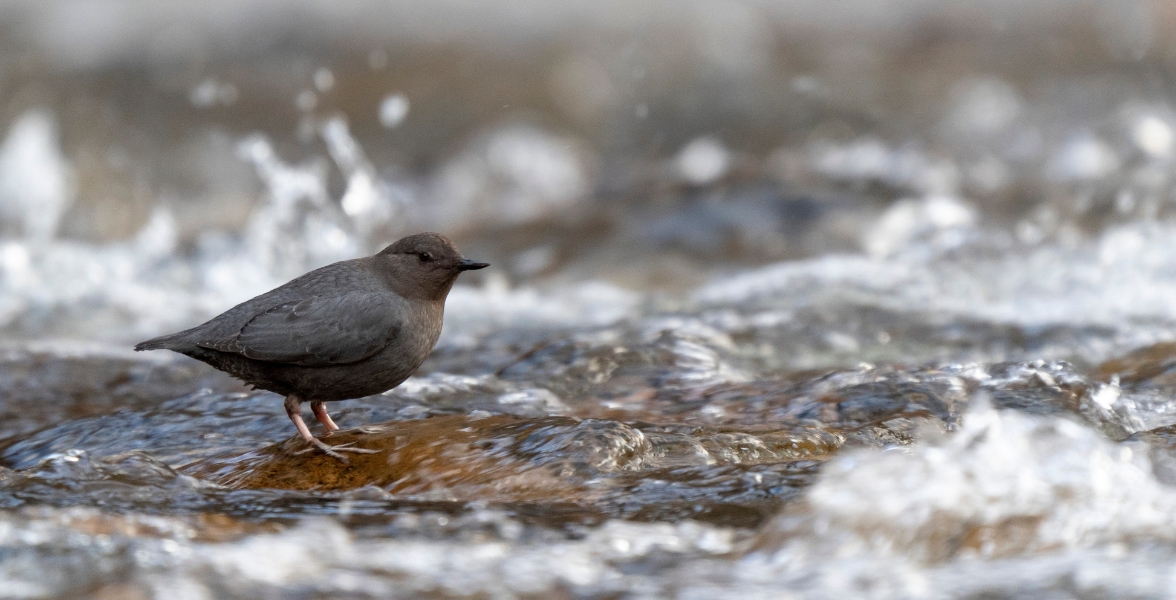 An American Dipper stands in a rushing stream.