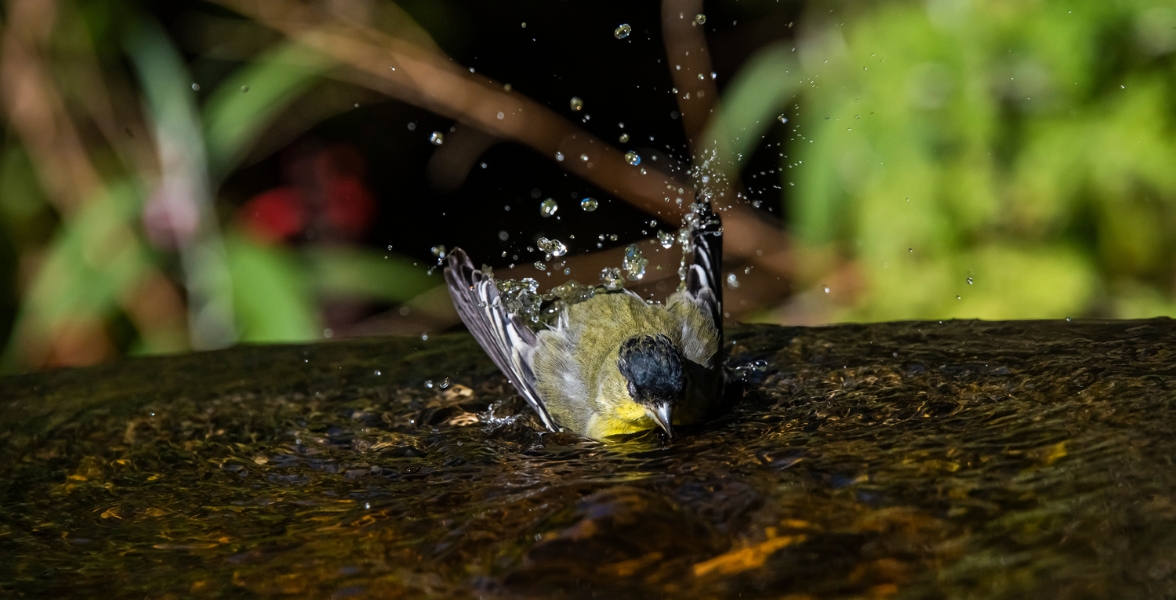 A male Lesser Goldfinch bathes in a shallow bath.