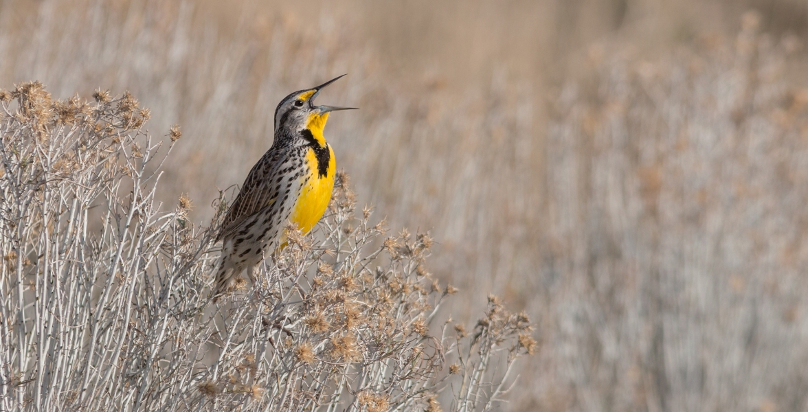 A Western Meadowlark sings perched on dry grasses.
