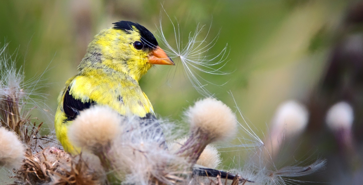 A male American Goldfinch perched on a dry thistle plant.