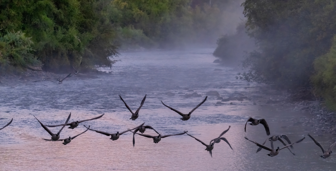 Canada Geese fly over a river lined with trees.