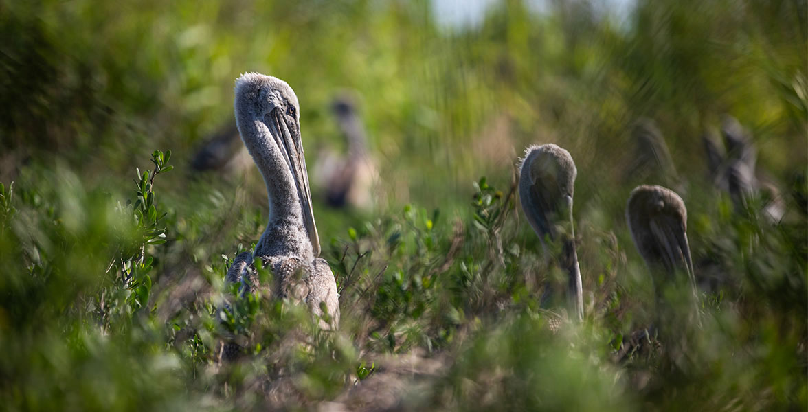 Brown Pelican.