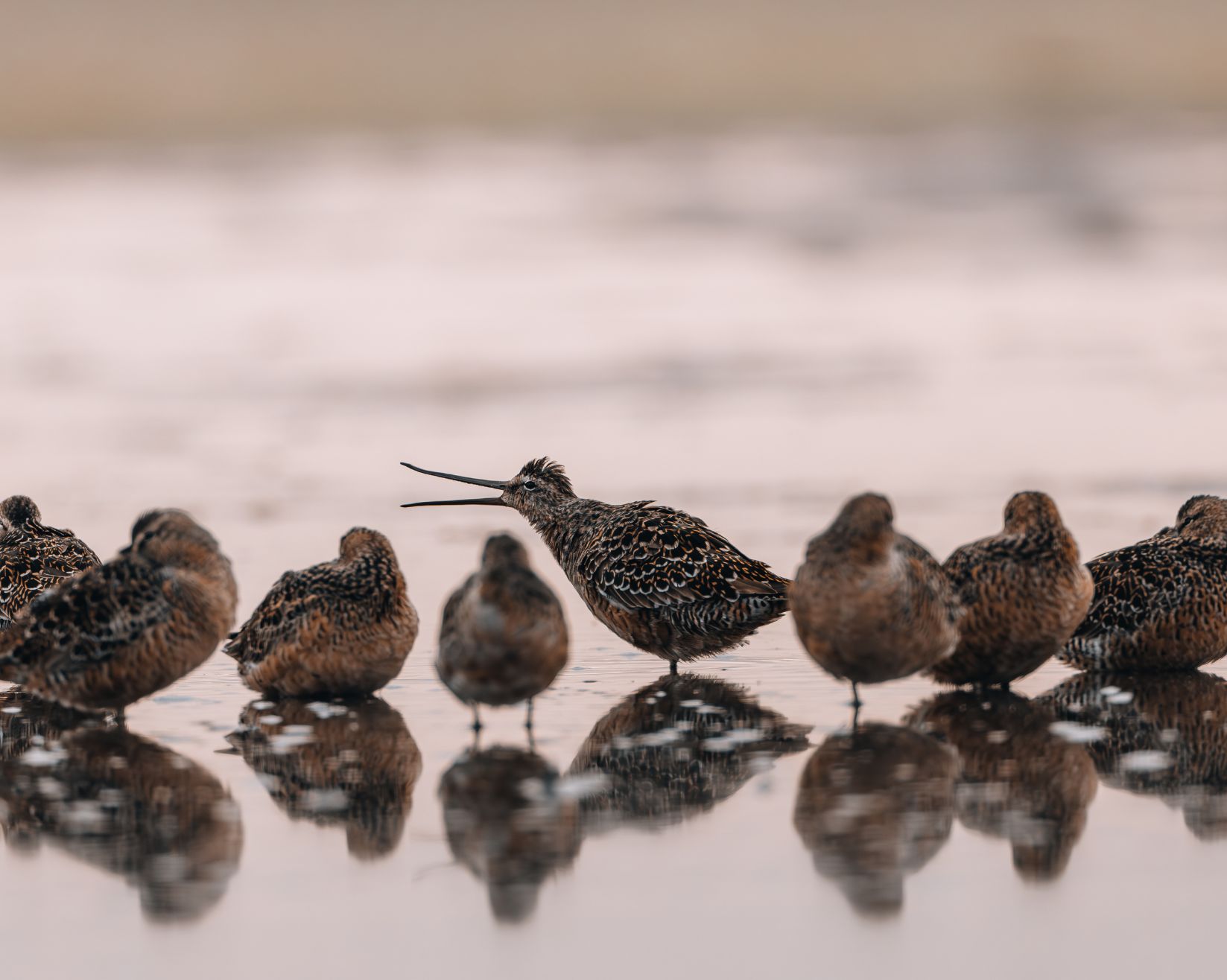 Long-billed-Dowitchers. Photo: Patrick Wardle/Audubon Photography Awards.