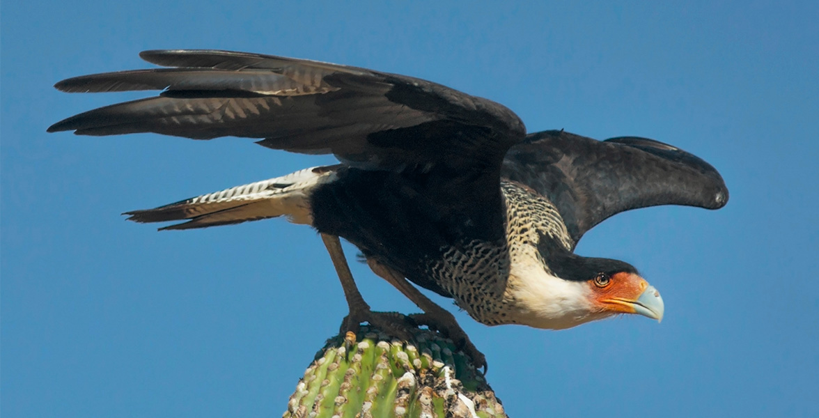 Crested Caracara.
