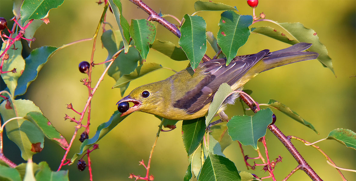 Scarlet Tanager.