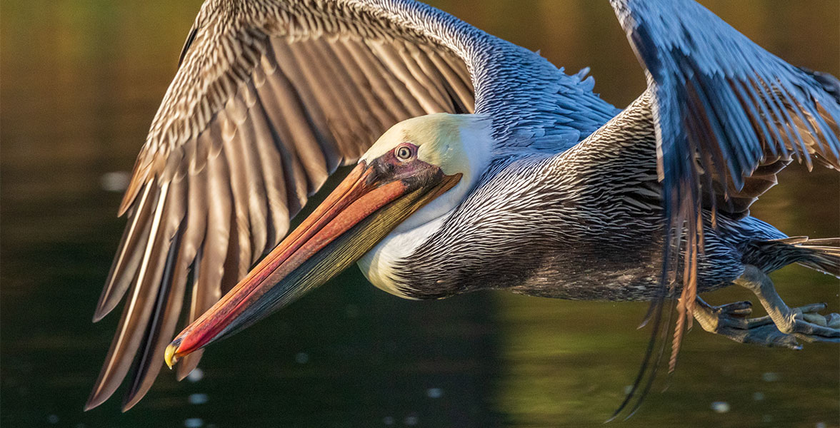 Brown Pelican.