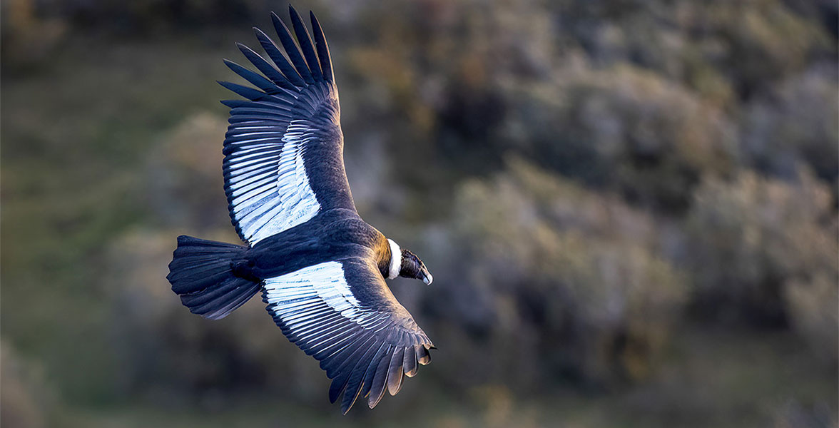 Andean Condor.