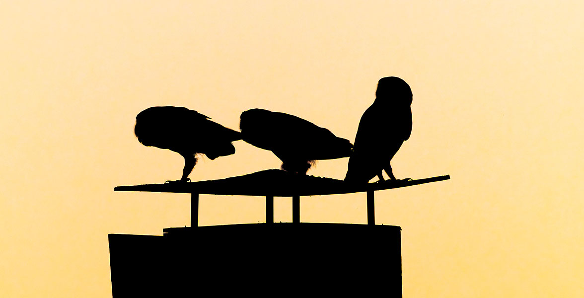 A silhouette of three owls.