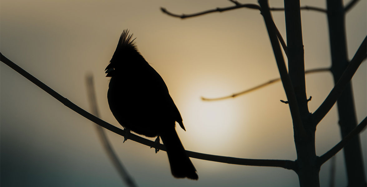 A silhouette of a bird perched on a tree branch.