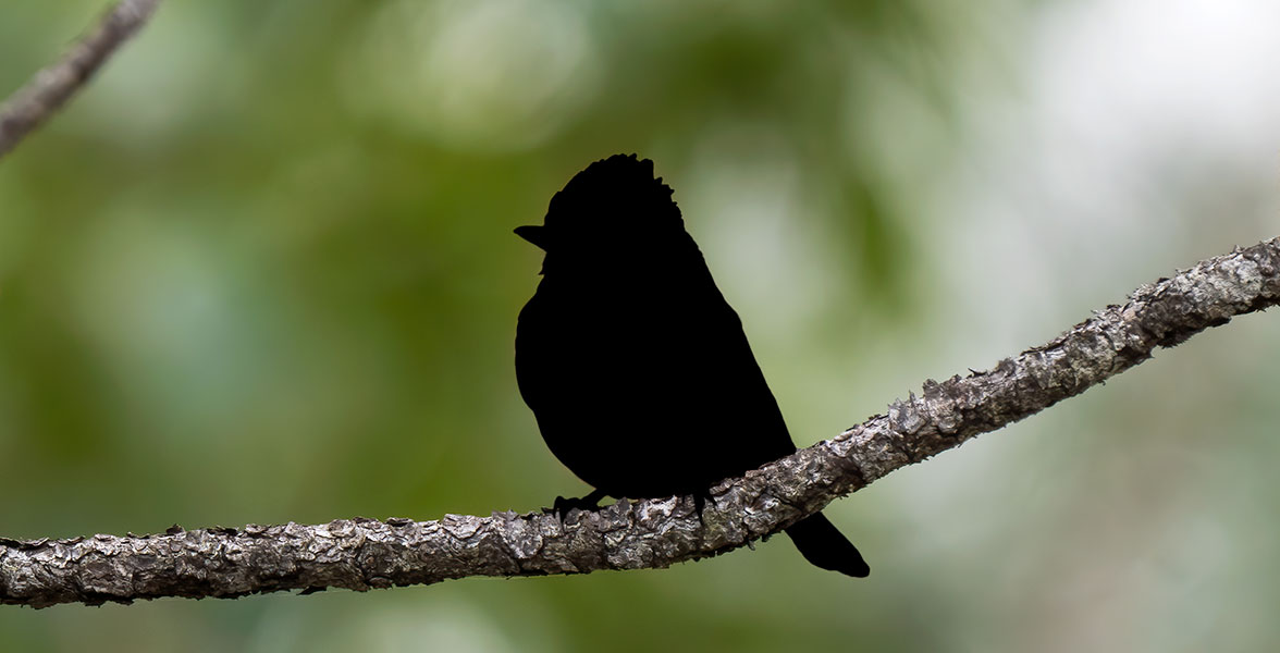 A silhouette of a bird perched on a tree branch.